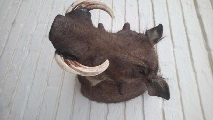 Warthog head/shoulder mount