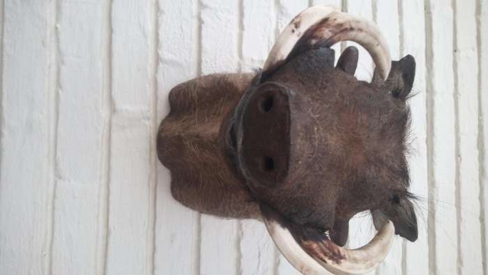 Warthog head/shoulder mount