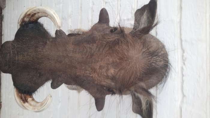 Warthog head/shoulder mount
