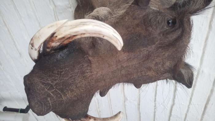 Warthog head/shoulder mount
