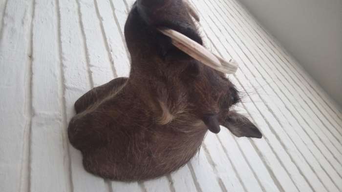 Warthog head/shoulder mount