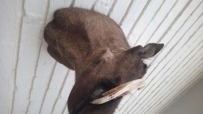 Warthog head/shoulder mount