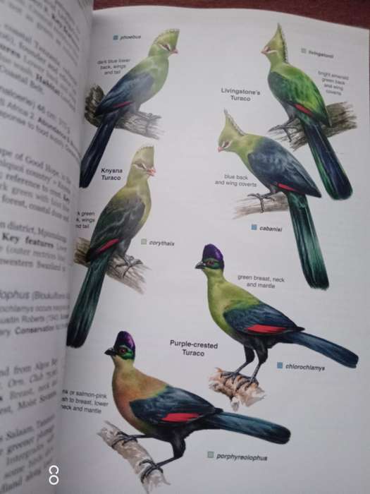 Roberts Geographic Variation of Southern African Birds