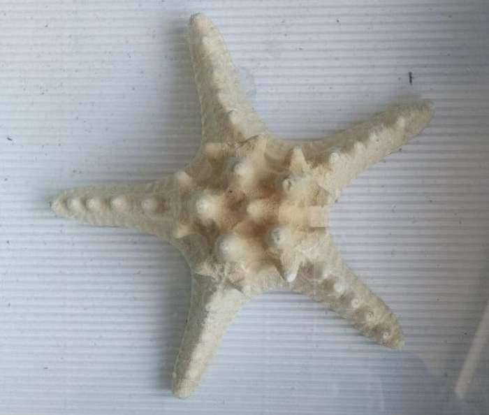 Wood and glass framed starfish