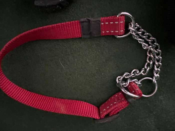 Dog Collars : Rogz collars - take a look : 2 collars and one harness  (sml to med )- good condition