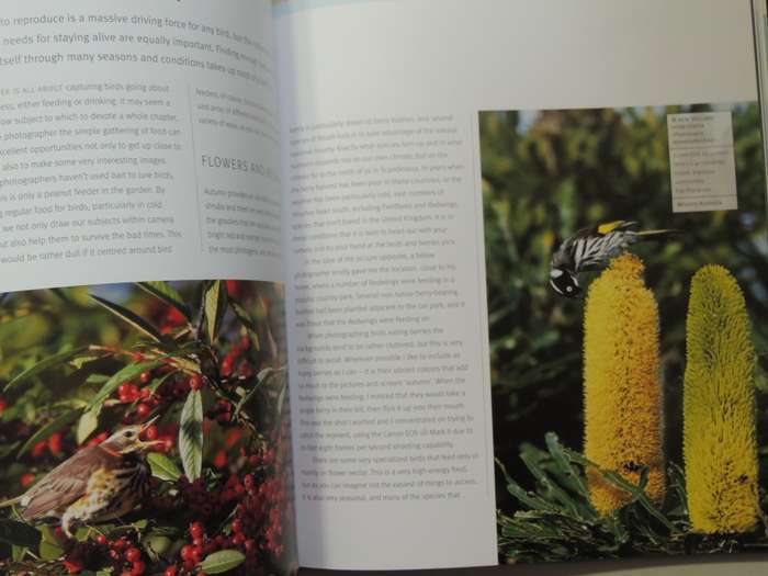 Creative Bird Photography - Bill Coster