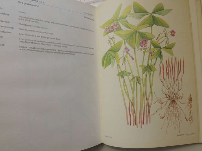 Weeds Of Crops And Gardens In Southern Africa- Kees Grabandt