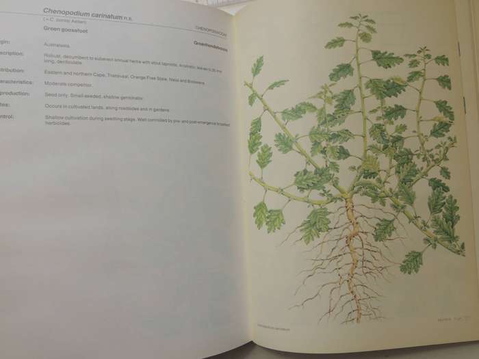 Weeds Of Crops And Gardens In Southern Africa- Kees Grabandt