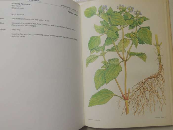 Weeds Of Crops And Gardens In Southern Africa- Kees Grabandt