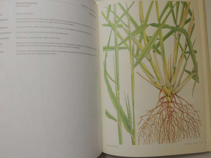 Weeds Of Crops And Gardens In Southern Africa- Kees Grabandt