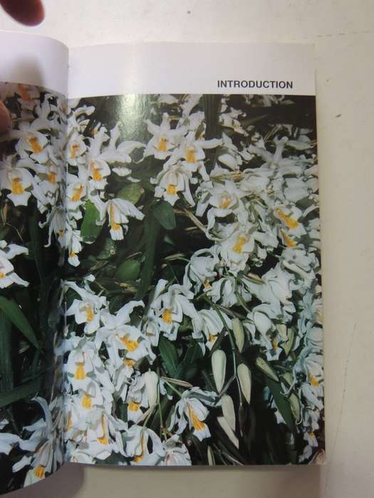 The Macdonald Encyclopedia Of Orchids - Alberto Fanfani