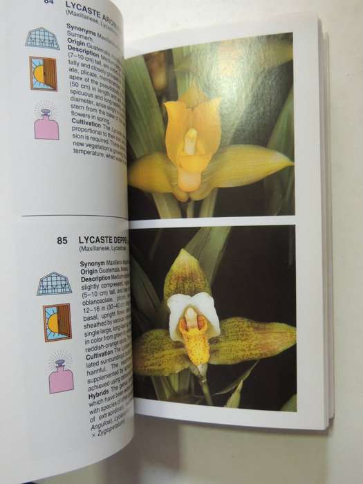 The Macdonald Encyclopedia Of Orchids - Alberto Fanfani