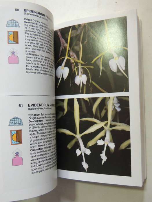 The Macdonald Encyclopedia Of Orchids - Alberto Fanfani