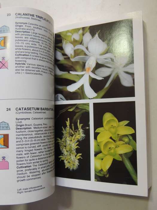The Macdonald Encyclopedia Of Orchids - Alberto Fanfani