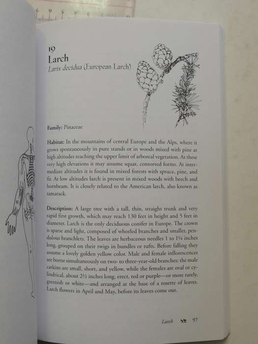 Bach Flower Massage - Daniele Lo Rito, M.D.