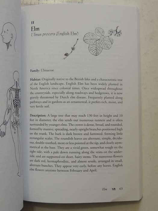 Bach Flower Massage - Daniele Lo Rito, M.D.
