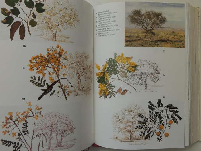 TREES of Southern Africa - 2nd Revised EditionKeith & Meg Coates Palgrave