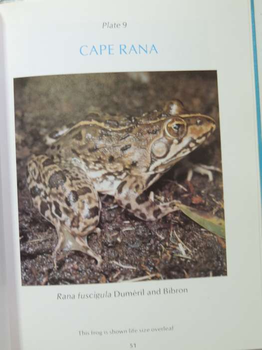 A Guide To The Identification Of TheFrogs Of The Witwatersrand - Vincent Carruthers