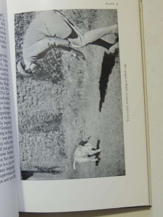 Gundogs: Their Care And Training  - Michael Brander