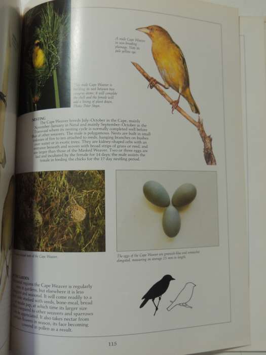 Newman's Garden Birds - Kenneth Newman