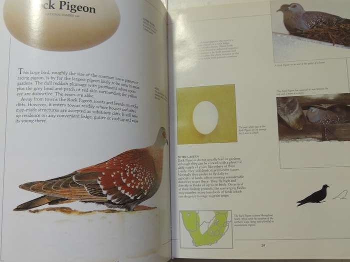 Newman's Garden Birds - Kenneth Newman
