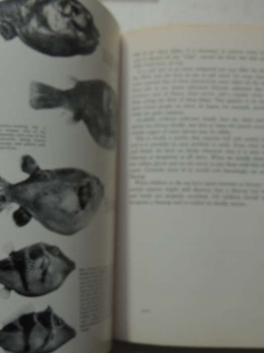 High Tide - Professor J.L.B. Smith