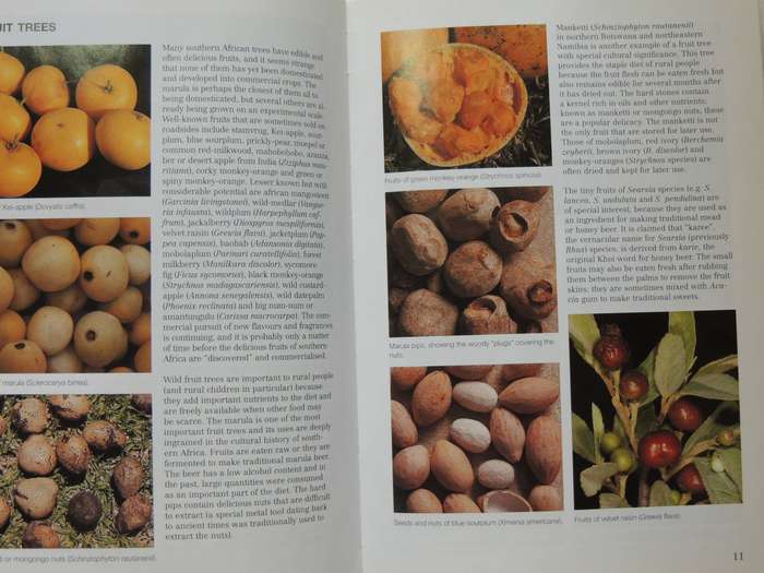 Photo Guide To Trees Of Southern Africa - Braam Van Wyk, Piet Van Wyk & Ben-Erik Van Wyk