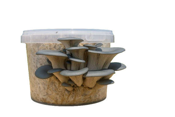 Grey Oyster mushroom kit 5L