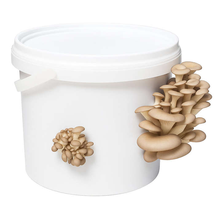 5L Grey Oyster mushroom kit