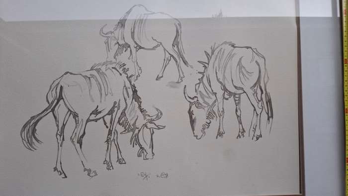 Beautiful Large Ink On Paper Of Grazing Wildebeest By South African Artist Zakkie Eloff 1925 - 2004