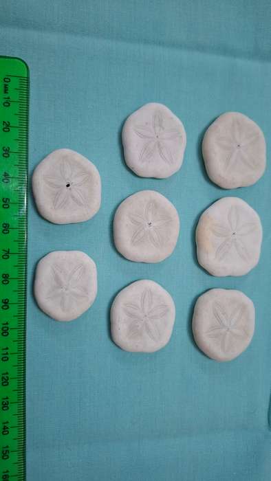 Nine Very Rare Pansy Shells in Excellent Condition