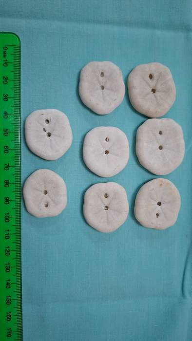 Nine Very Rare Pansy Shells in Excellent Condition