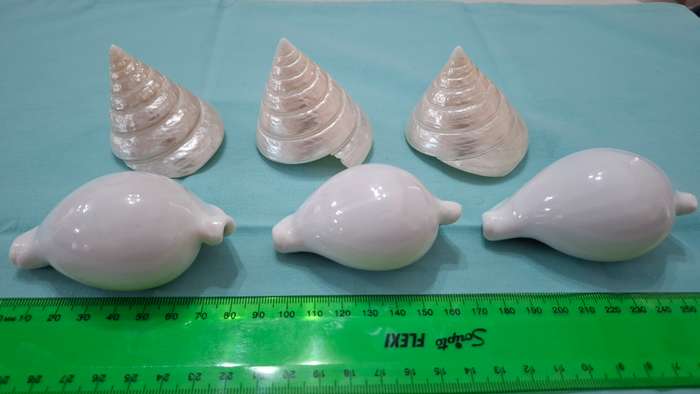 Collection of Six Beautiful Sea Shells in Great Condition
