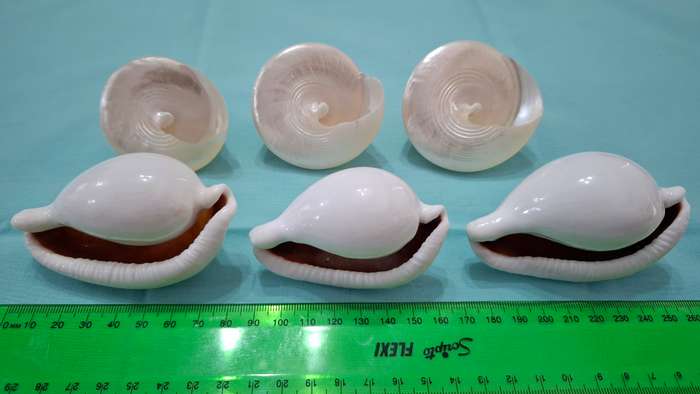 Collection of Six Beautiful Sea Shells in Great Condition
