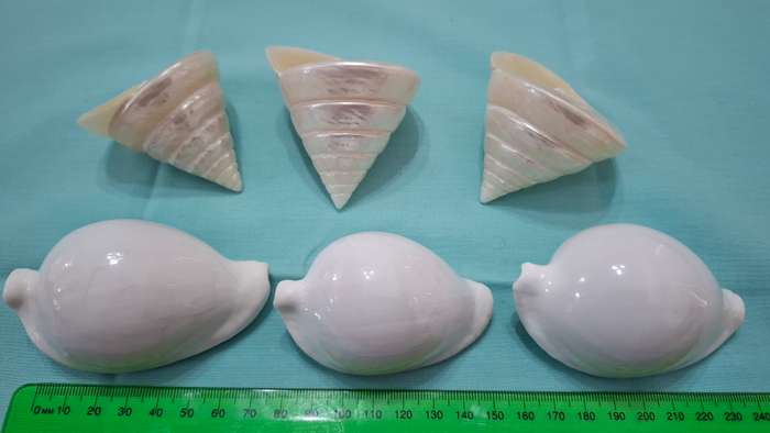 Collection of Six Beautiful Sea Shells in Great Condition