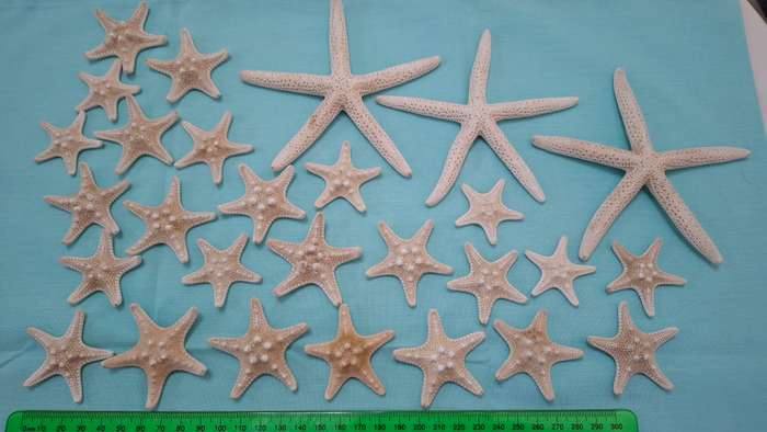 Large Collection of Stunning Starfish Shells in Great Condition
