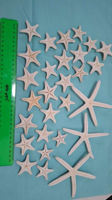 Large Collection of Stunning Starfish Shells in Great Condition