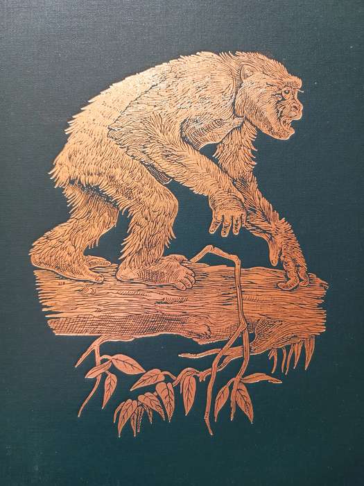 The Great Apes - Between Two Worlds