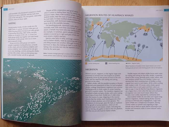 Whalewatcher - A global guide to watching whales, dolphins and porpoises in the wild by Trevor Day