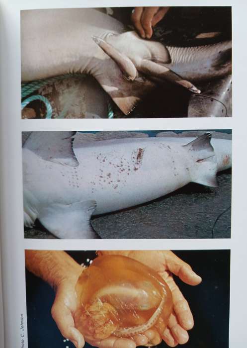 Sharks of tropical and temperate seas by R.H. Johnson