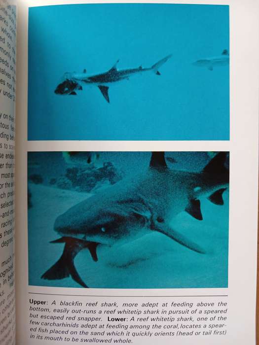 Sharks of tropical and temperate seas by R.H. Johnson