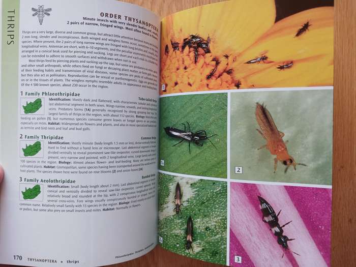 Field Guide to Insects of South Africa