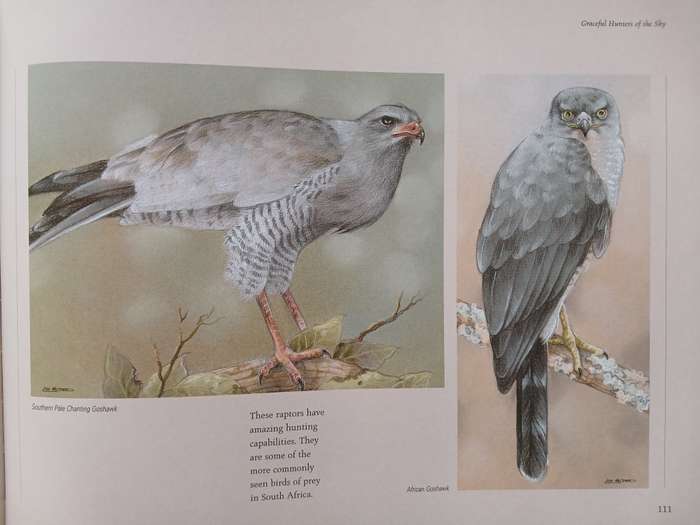 Lisa Halstead Wildlife Artist -  " Heavens of Africa"