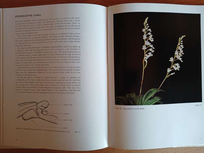 An Introduction to the South African Orchids