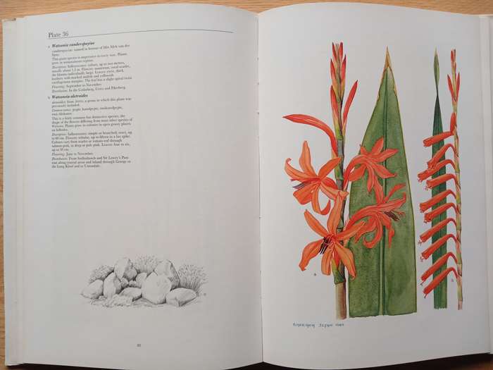 Spring and Winter Flowering Bulbs of the Cape