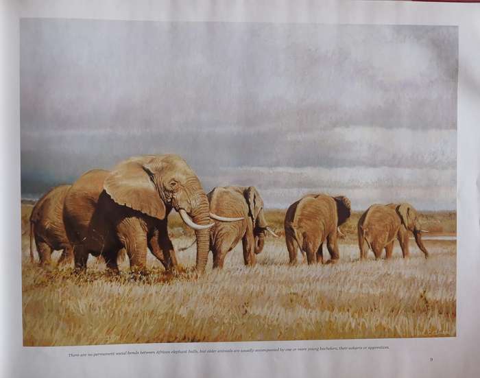 The Magnificent Seven and other great tuskers of the Kruger National Park