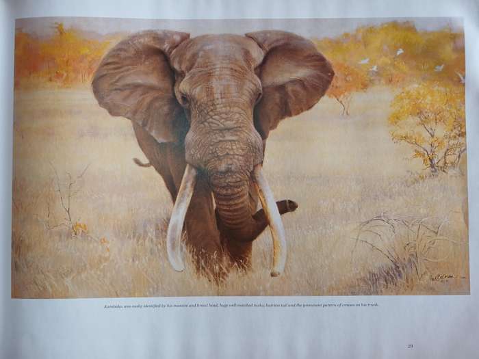 The Magnificent Seven and other great tuskers of the Kruger National Park