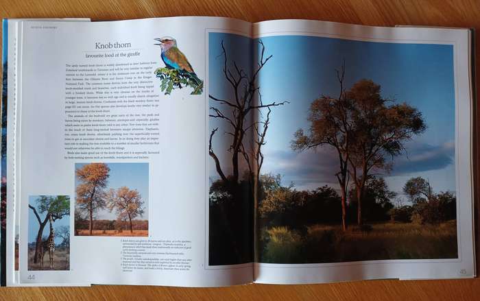 Bushveld Trees - LIfeblood of the Transvaal Lowveld