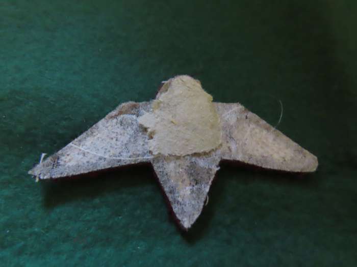 Homelands - Bophutatswana - Border War - Special Force - Officers Badge