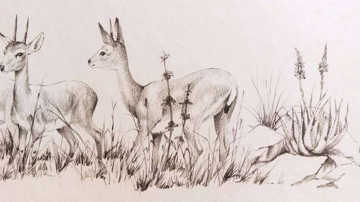 CB Cuningham (SA Artist) Klipspringers Amongst Aloes Lithographic Print